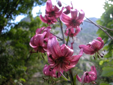  Image name: giglio martagone2.jpg 
 width: 455 pixel 
 height: 341 pixel 
 Size: 45447 bytes 
 Click to enlarge 